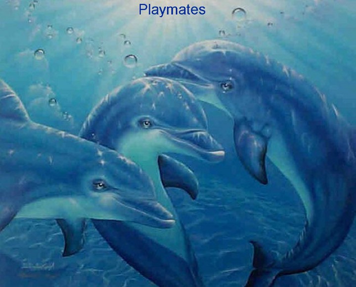 "Playmates of the Sea" by Belinda Leigh