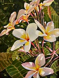 Click for larger view of Work ID #255:
"Plumeria" by Nelson Tolentino