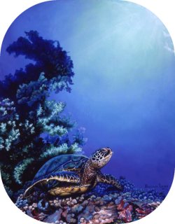 "Turtle Reef" by Belinda Leigh
Category:  Turtles